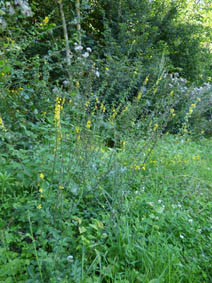 Agrimonia eupatoria